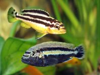 Auratus, malawiciklid
