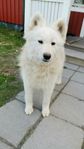 Samojed