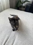kattunge