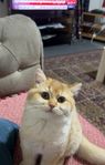 brittiska katt