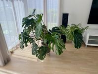 Stor Monstera