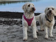 Avelshund- labradoodle avelshanne sökes