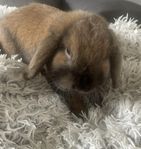 Vädurkanin , hane 1 år . Underbart gosig med stamtavla