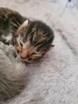 Kattungar 