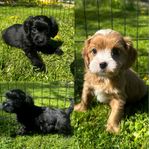Cavapoo valpar