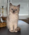 Ragdoll 100%