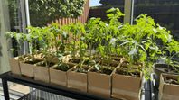 Tomatplantor - Ekologisk