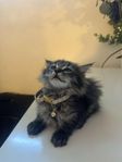 Maine coon kattunge/turkish