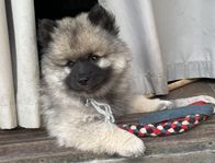 keeshond tik