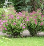 Rosenspirea 