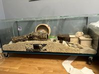 Hamsterbur/terrarie med alla tillbehör som behövs