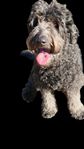 Labradoodle