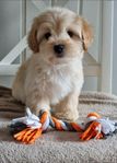 maltipoo tik