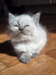 Ragdollkattungar