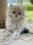 Selkirk Rex 