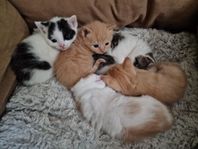 kattungar