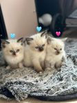 ragdoll/birma kattungar