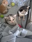kattungar