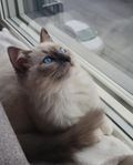 ragdoll 100%