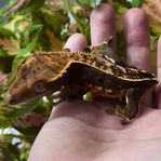 Ögonfransgecko hona