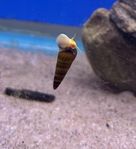 Elefantsnigel, Elefantsnäcka, Tylomenia, spsulawesisnäcka