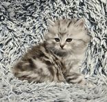 Sibirisk kattunge fodervärd 