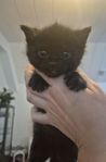 3 kattungar ragdoll / skogskatt