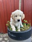 golden retriever / border collie valpar 