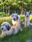 Rumänska herdehund valpar 5månader 