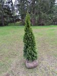 thuja smaragd 