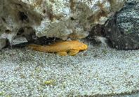Ancistrus 