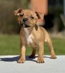 Staffordshire bullterrier valp SKK