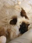 Ragdoll hane kastererad