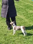Terrier brasiliero tik