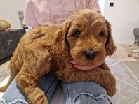 Sommarvalpar Labradoodle 