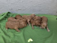 Sommarvalpar Labradoodle 