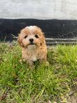 maltipoo valpar