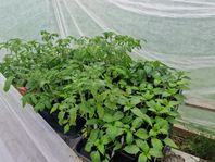 Tomatplantor