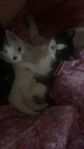 Kattungar