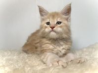 Maine coon hanar med stamtavla 
