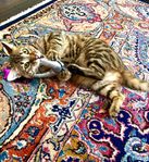 Bengal