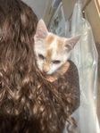 katt pojke 13 v