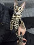 Bengal Kattungar