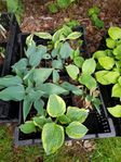 Hosta Funkia Trädgårsväxt Perenn olika sorter