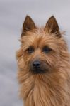 Australisk terrier tik