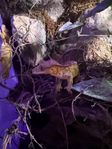 Ögonfransgecko 6st med 2 terrarium