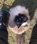 Ragdoll + Ragdoll/perser letar nytt hem!