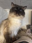 En hel familj ragdoll katt 