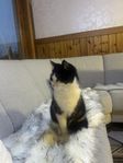katt