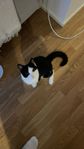 Hankatt, blandras